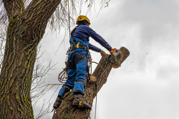 The Steps Involved in Our Tree Care Process in Bingham Farms, MI